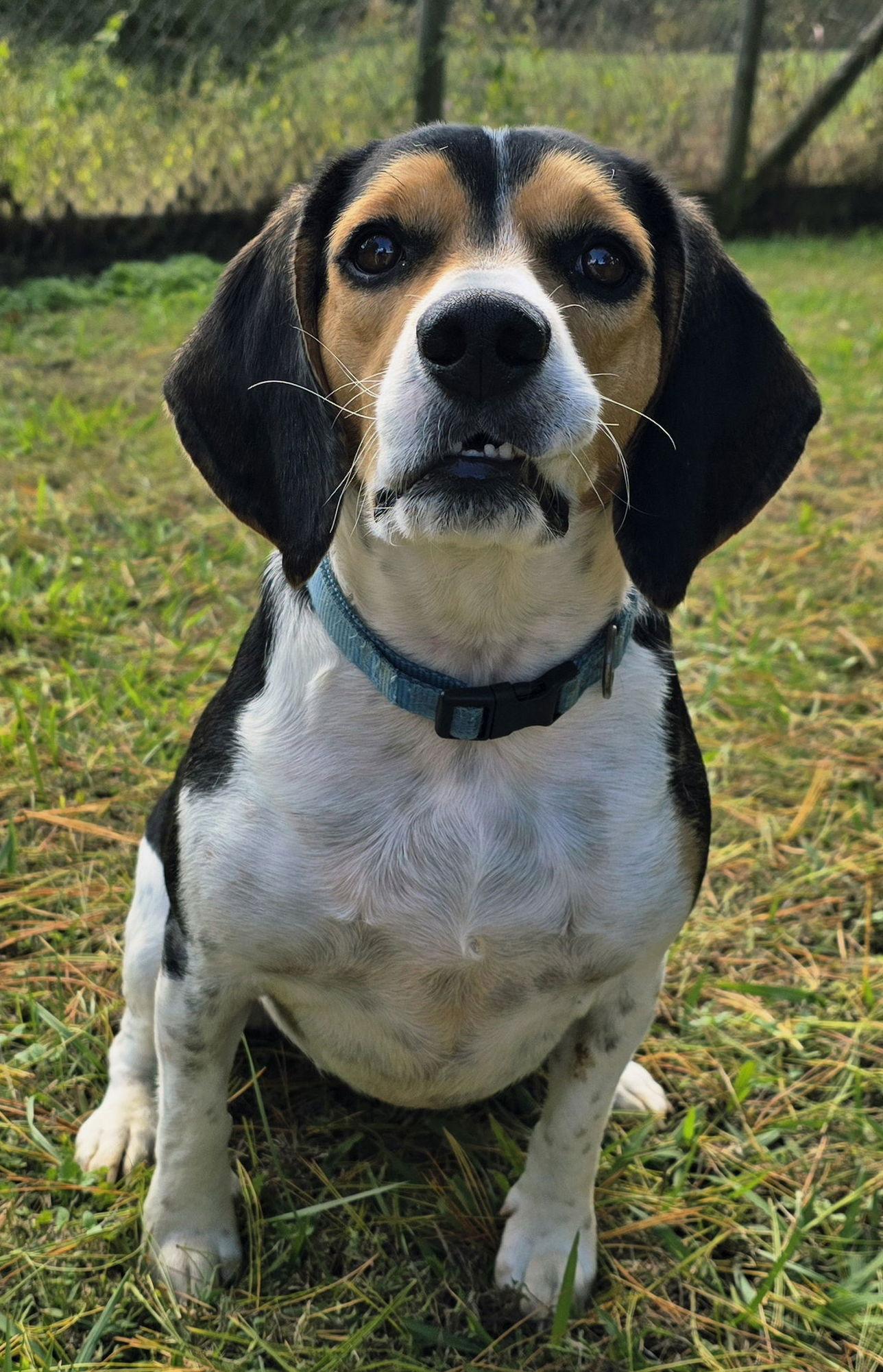 Finn Hunter, a Adoptable Beagle in Cookeville, TN image 1/3
