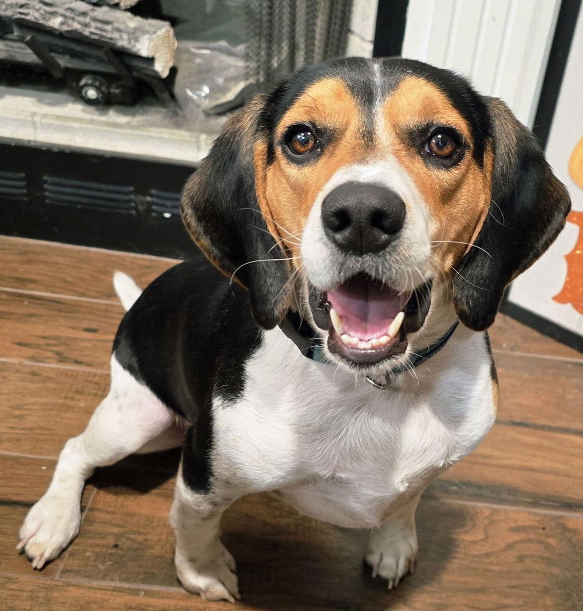 Finn Hunter, a Adoptable Beagle in Cookeville, TN image 3/3