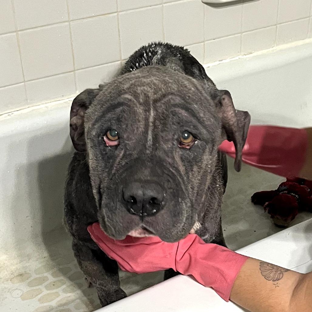 Roxanne, Adoptable, Adult Female Cane Corso & Pit Bull Terrier.