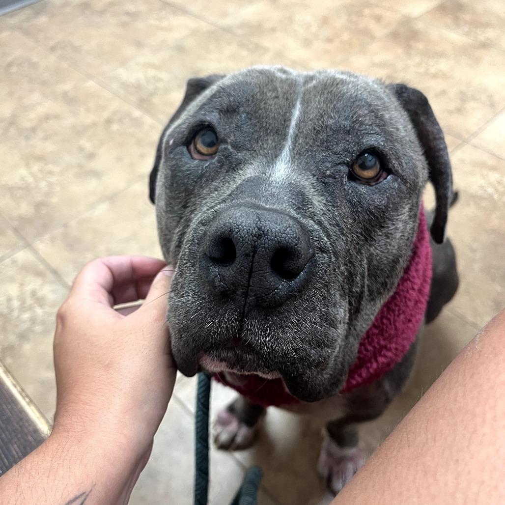 Enlarge Roxanne, a Adoptable mixed breed in Waco, TX image 2/6