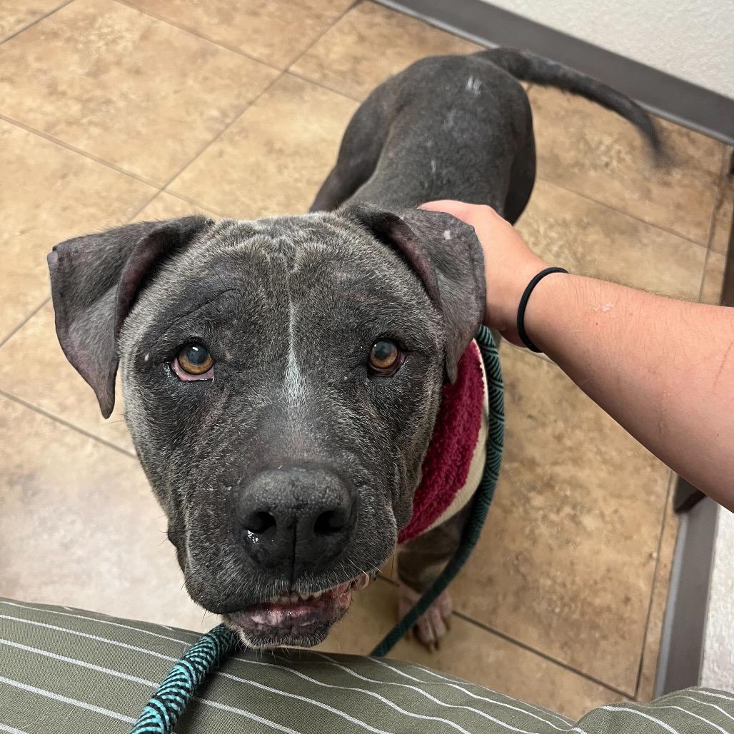 Enlarge Roxanne, a Adoptable mixed breed in Waco, TX image 4/6