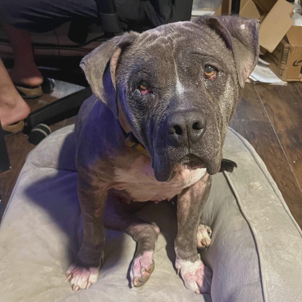 Enlarge Roxanne, a Adoptable mixed breed in Waco, TX image 5/6