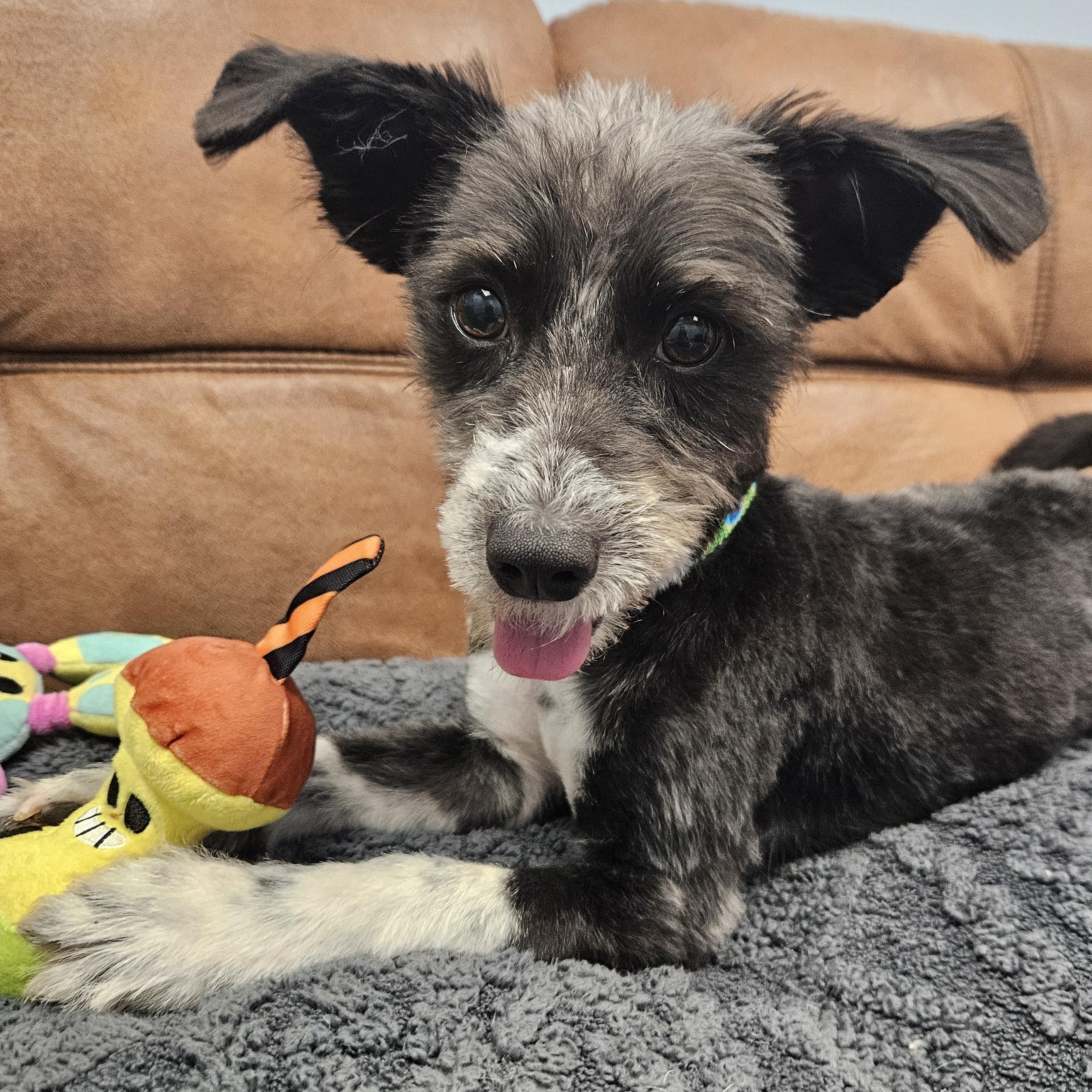 Enlarge Hooper, a Adoptable mixed breed in Livonia, MI image 3/6
