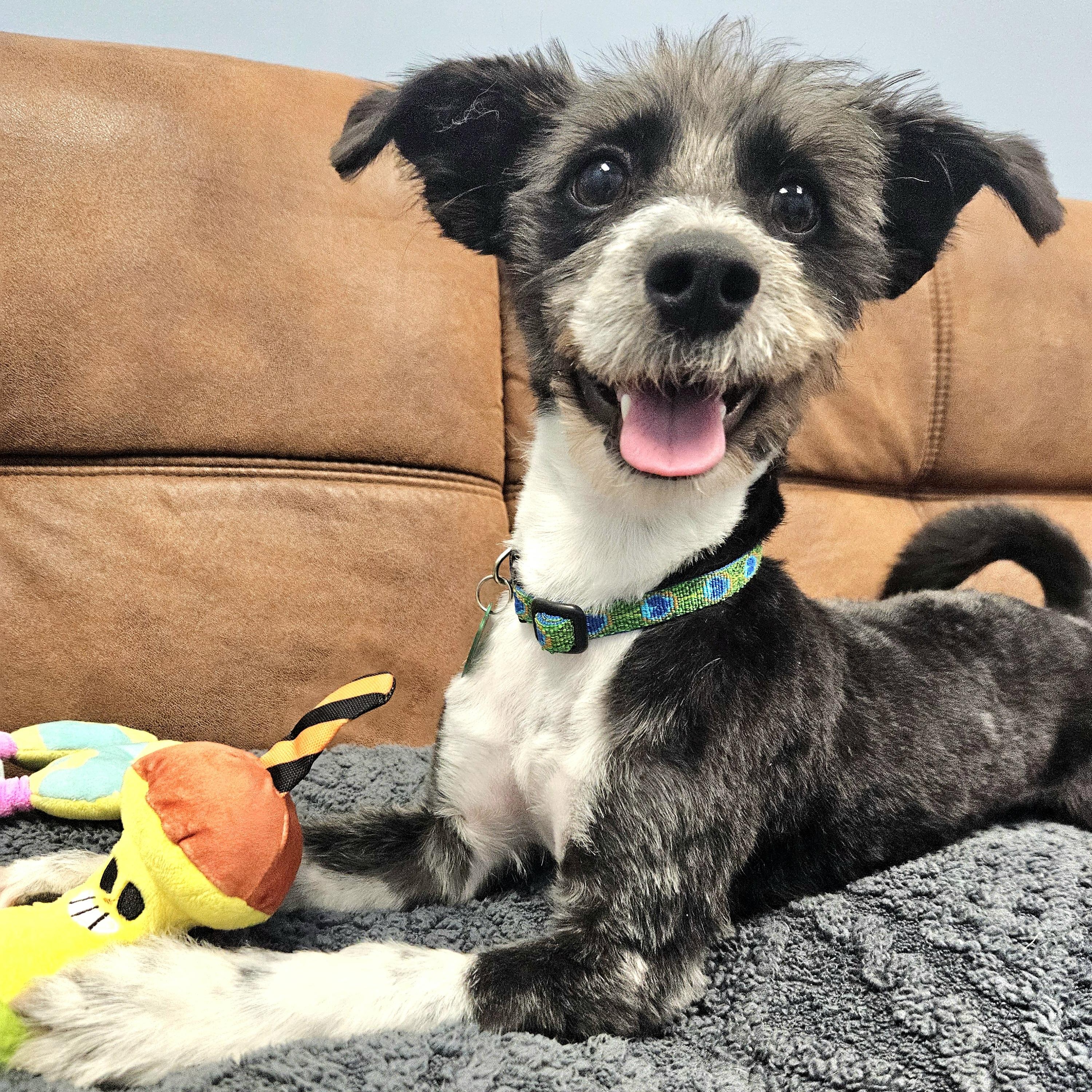 Hooper, Adoptable, Adult Male Havanese & Terrier.