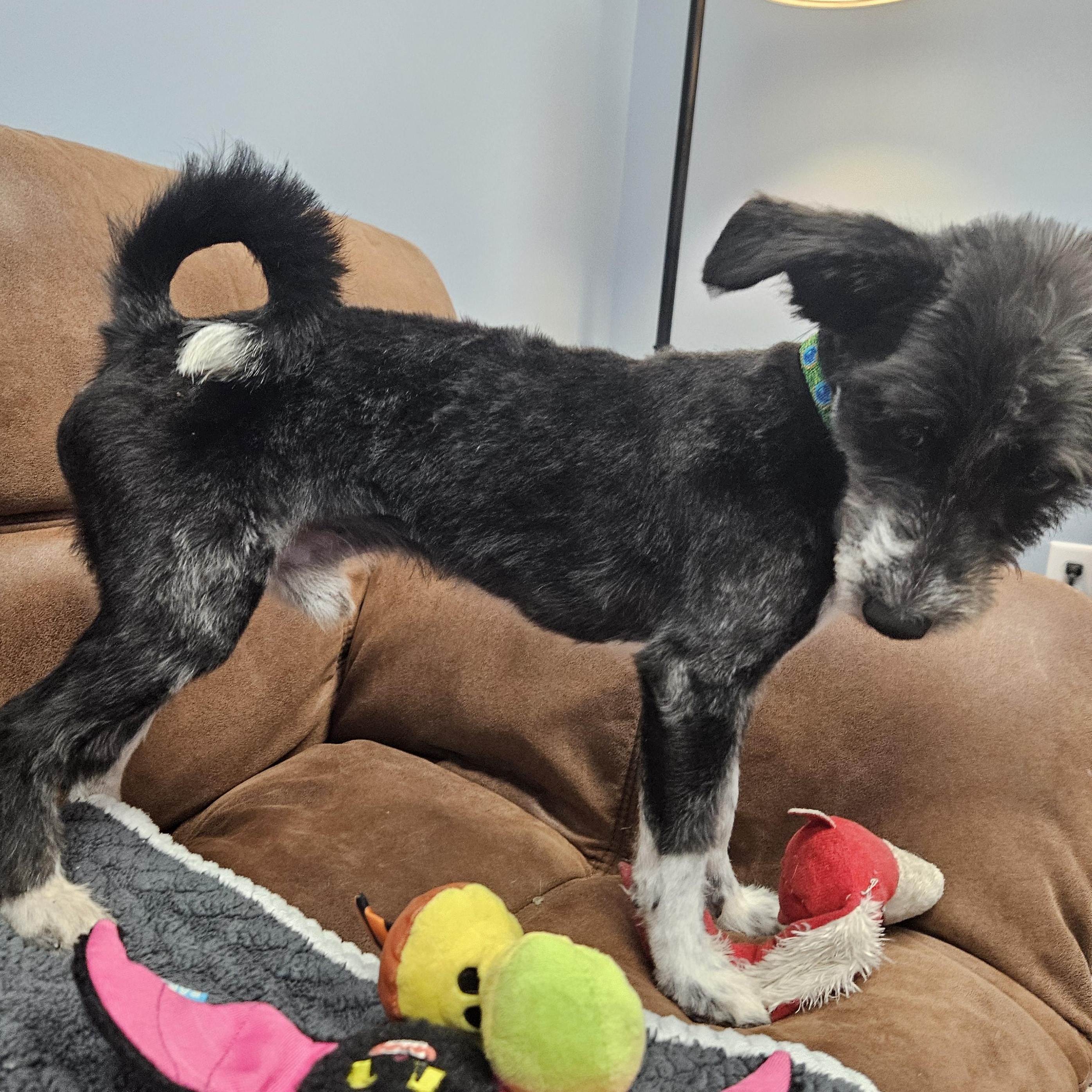 Enlarge Hooper, a Adoptable mixed breed in Livonia, MI image 5/6