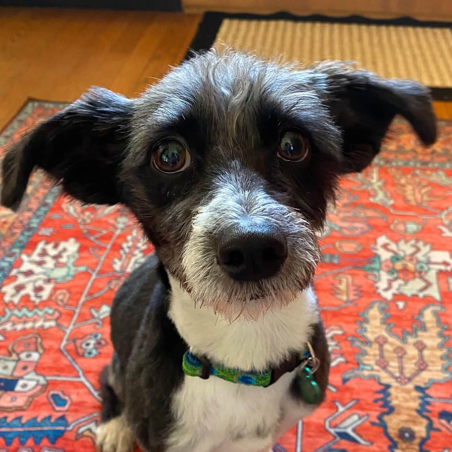 Enlarge Hooper, a Adoptable mixed breed in Livonia, MI image 2/6