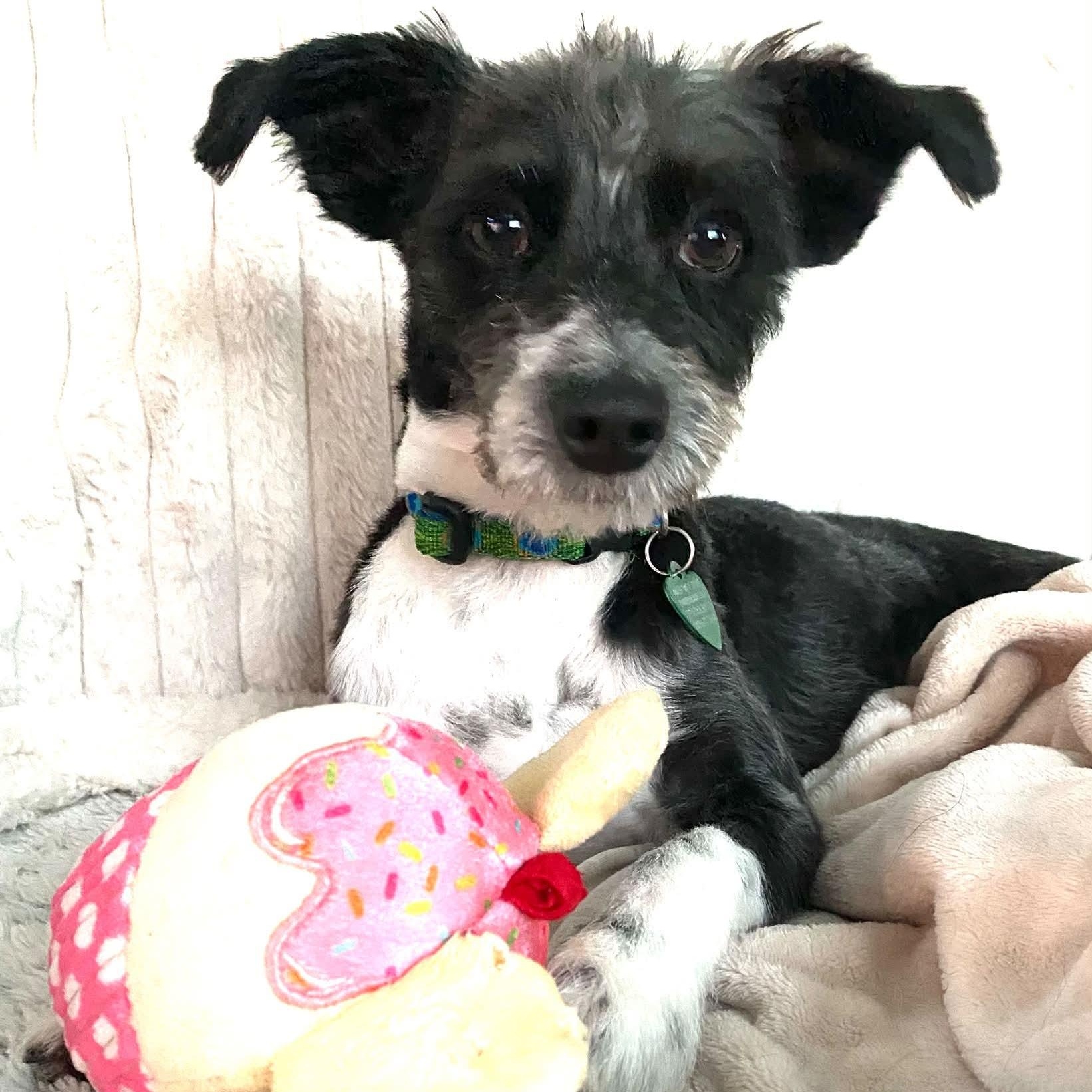 Enlarge Hooper, a Adoptable mixed breed in Livonia, MI image 4/6