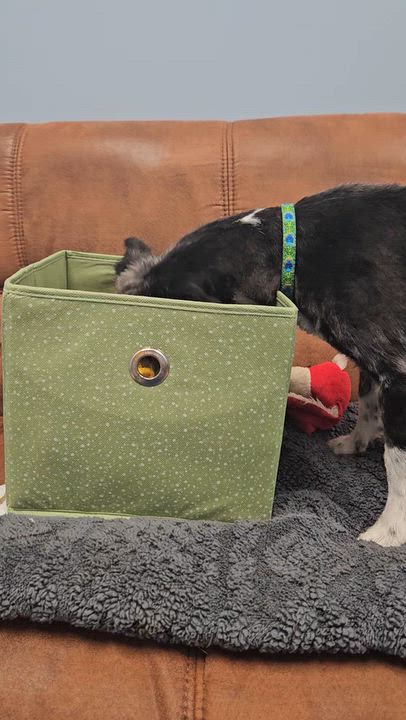 Enlarge Hooper, a Adoptable mixed breed in Livonia, MI video 6/6