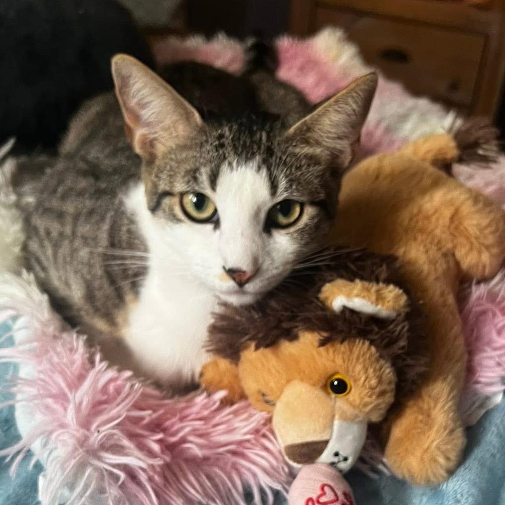 Enlarge Lilly, a Adoptable Domestic Short Hair in Lauderhill, FL image 2/3