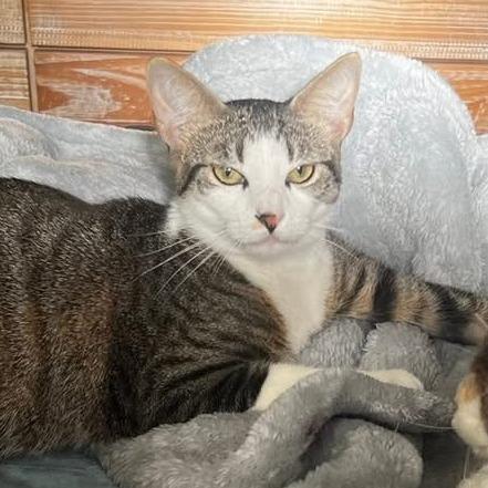 Enlarge Lilly, a Adoptable Domestic Short Hair in Lauderhill, FL image 3/3
