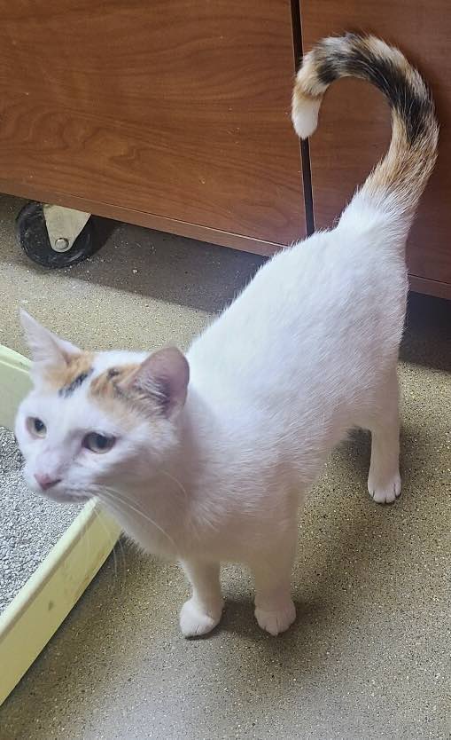 Enlarge Kandi, a Adoptable Calico in Marion, IN image 1/1