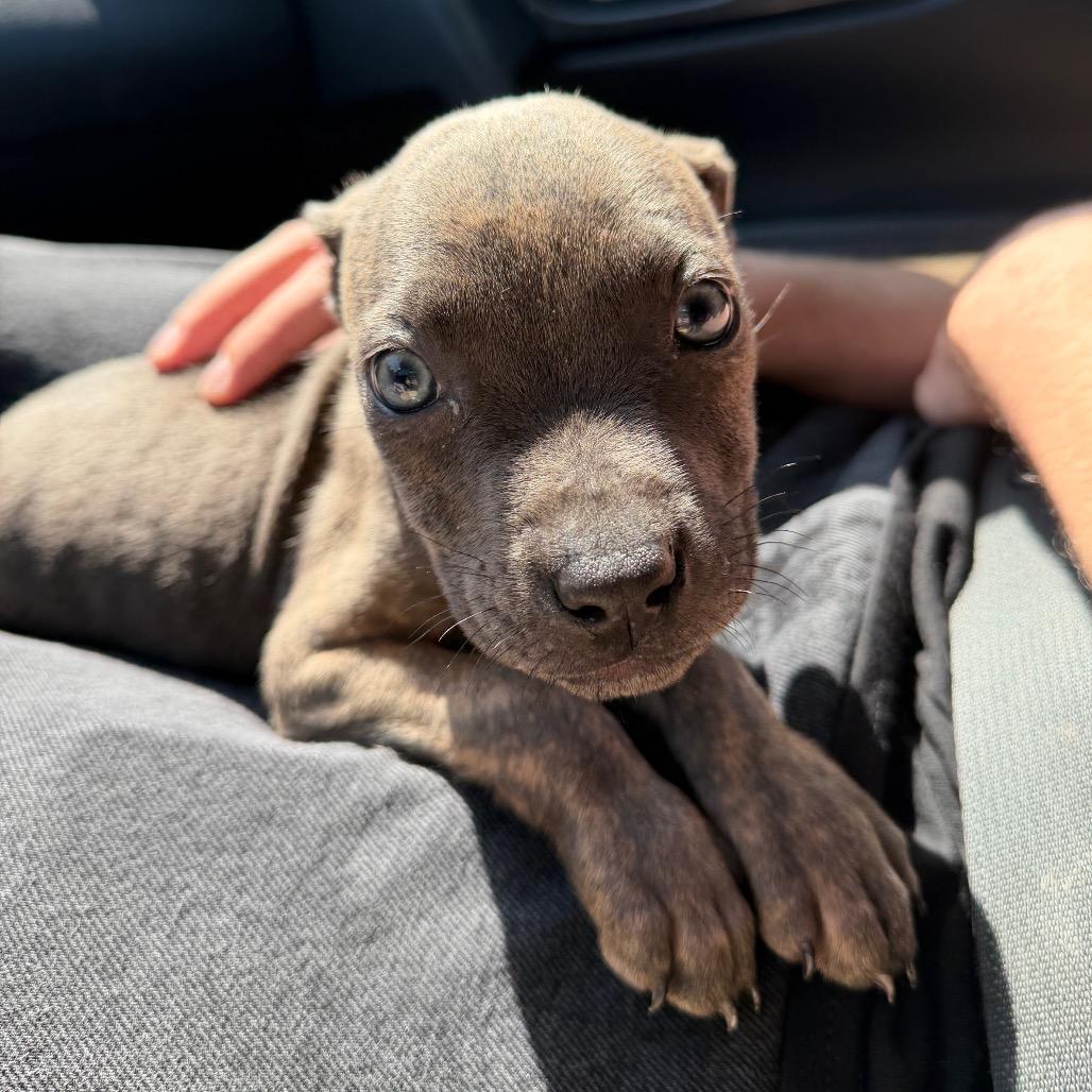 Fawn C-34197, Adoptable, Puppy Female Pit Bull Terrier & Mixed Breed.