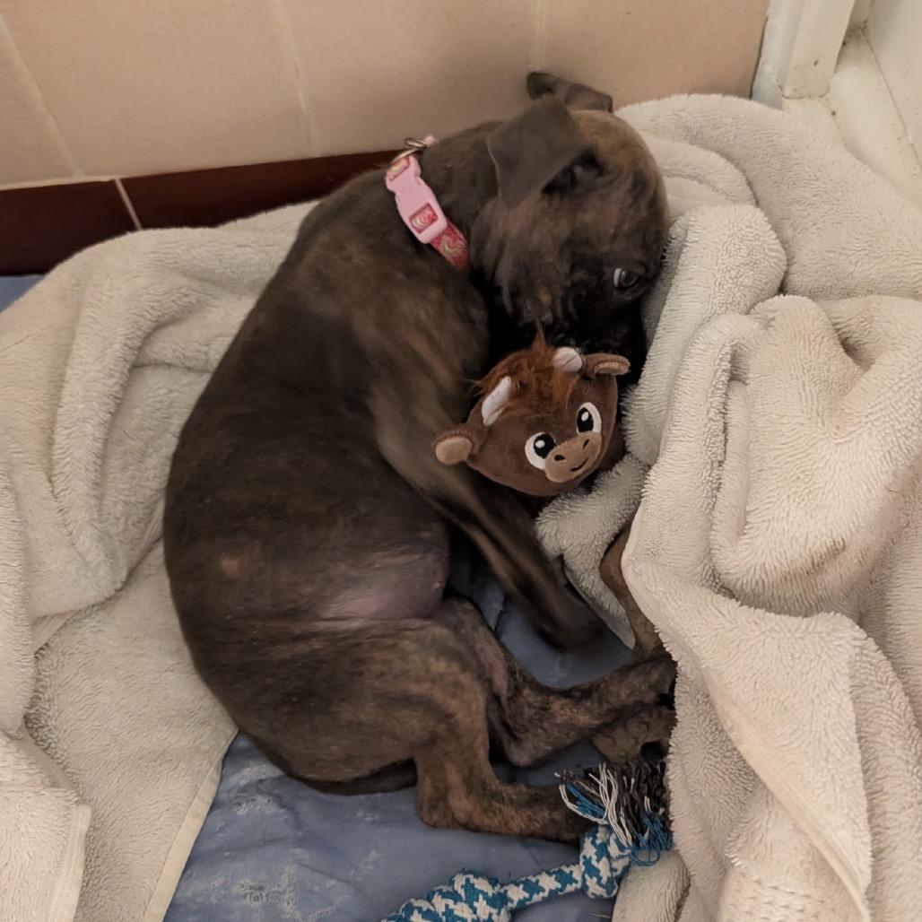 Enlarge Fawn C-34197, a Adoptable mixed breed in Oklahoma City, OK image 4/6