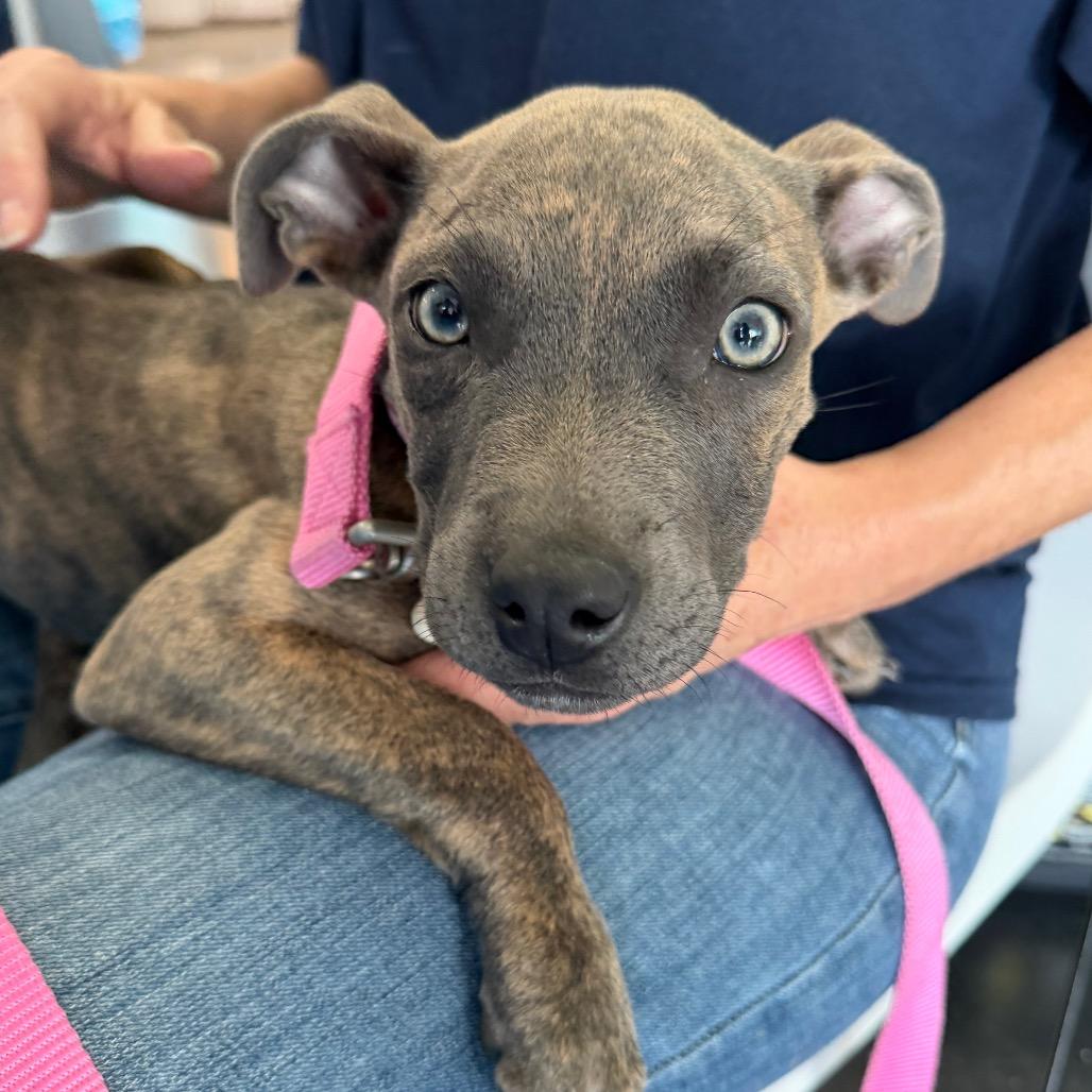 Enlarge Fawn C-34197, a Adoptable mixed breed in Oklahoma City, OK image 4/6