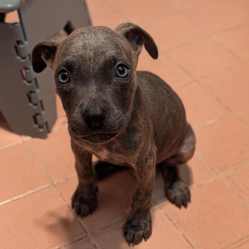 Enlarge Fawn C-34197, a Adoptable mixed breed in Oklahoma City, OK image 6/6
