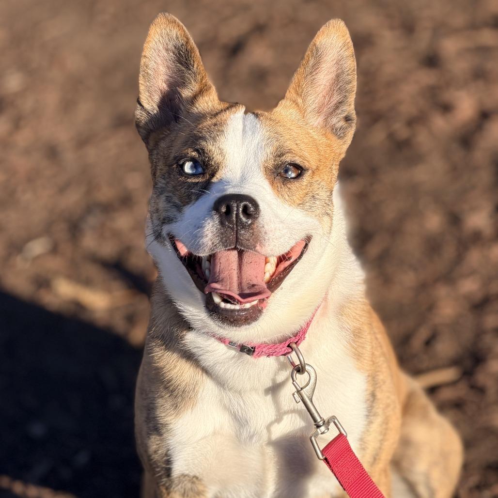 Enlarge Holiday, a Adoptable mixed breed in Champaign, IL image 1/6