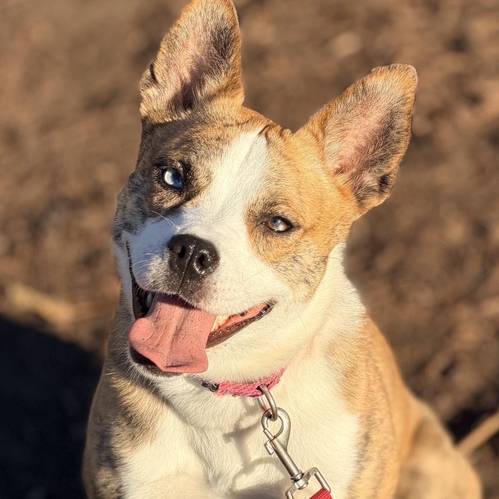 Enlarge Holiday, a Adoptable mixed breed in Champaign, IL image 2/6