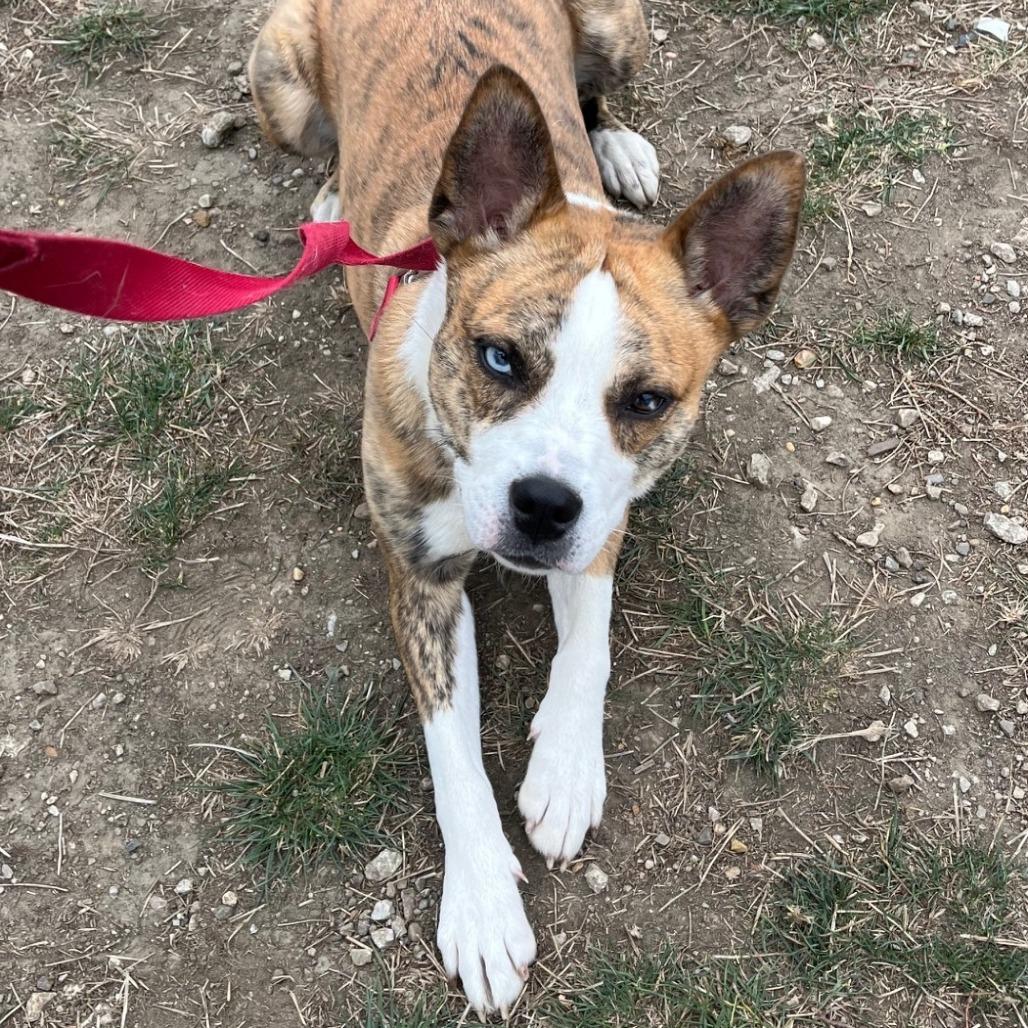 Enlarge Holiday, a Adoptable mixed breed in Champaign, IL image 5/6