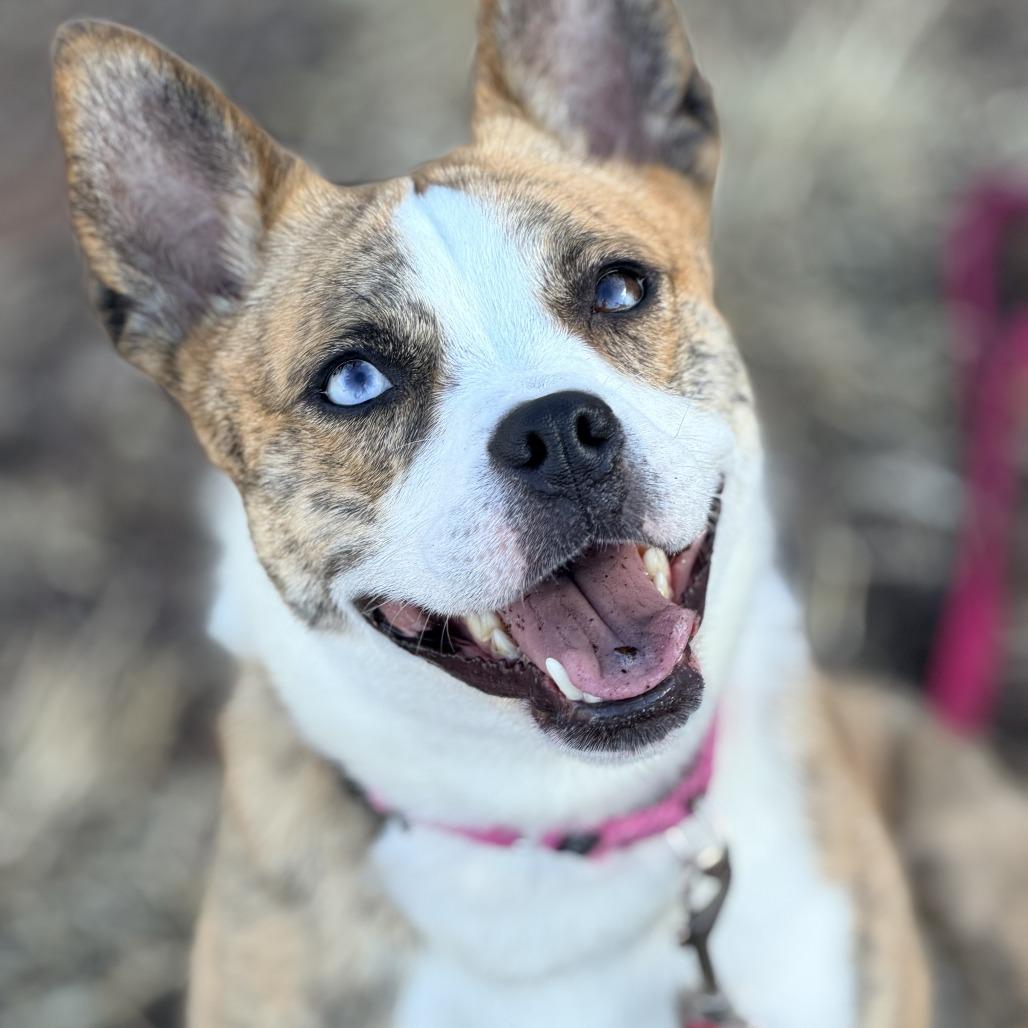 Enlarge Holiday, a Adoptable mixed breed in Champaign, IL image 6/6