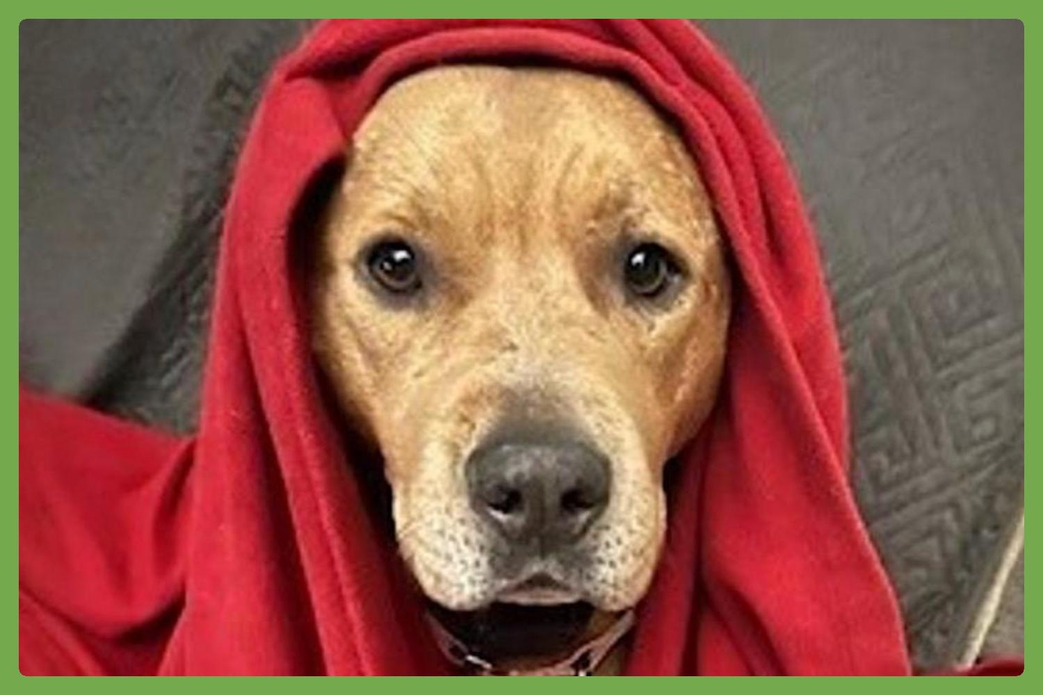 Brandy, Adult Female Pit Bull Terrier