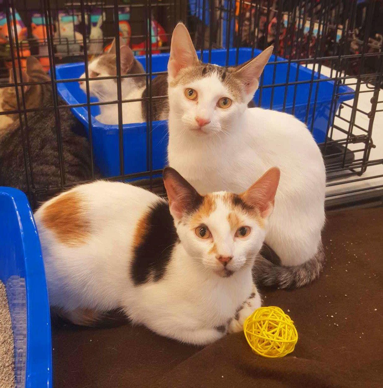 Jisoo (bonded with Minji), Adoptable, Adult Female Domestic Short Hair.