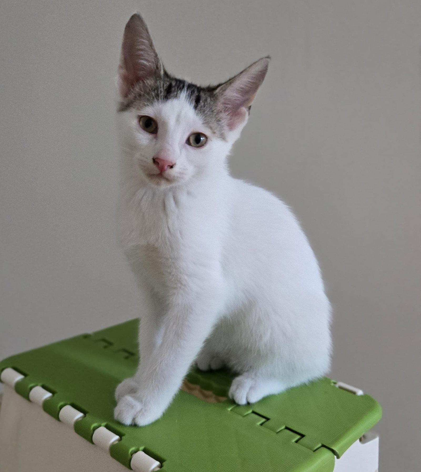 Enlarge Jisoo (bonded with Minji), a Adoptable Domestic Short Hair in Keswick, ON image 2/3