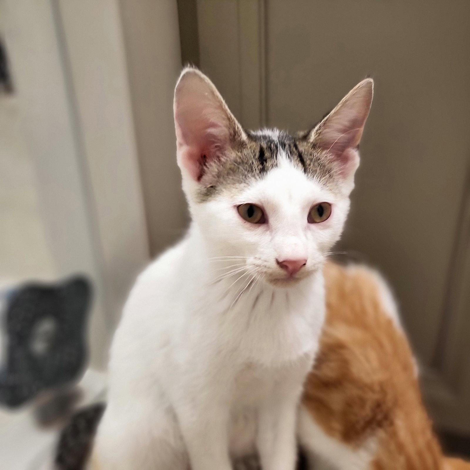 Enlarge Jisoo (bonded with Minji), a Adoptable Domestic Short Hair in Keswick, ON image 3/3