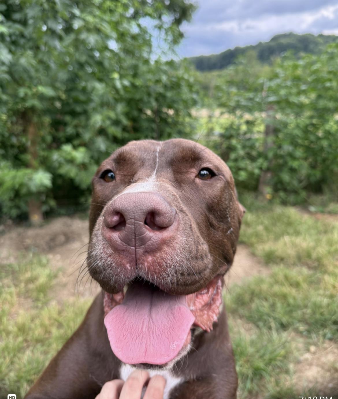 Buck, a Adoptable mixed breed in Junction City, KY image 3/5
