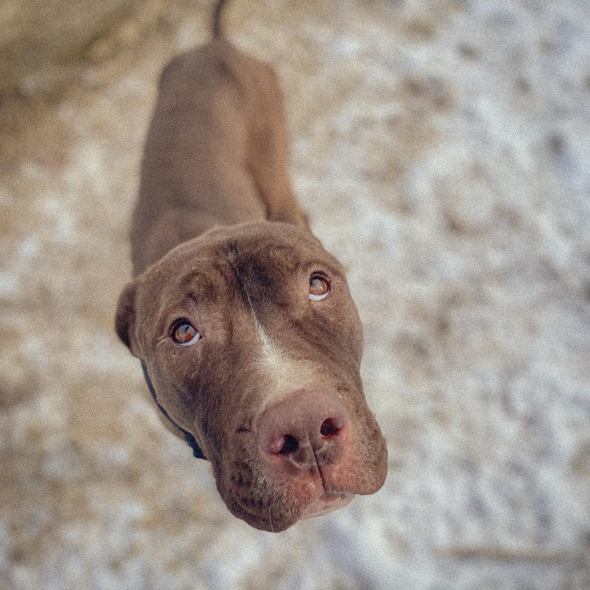 Buck, a Adoptable mixed breed in Junction City, KY image 4/5