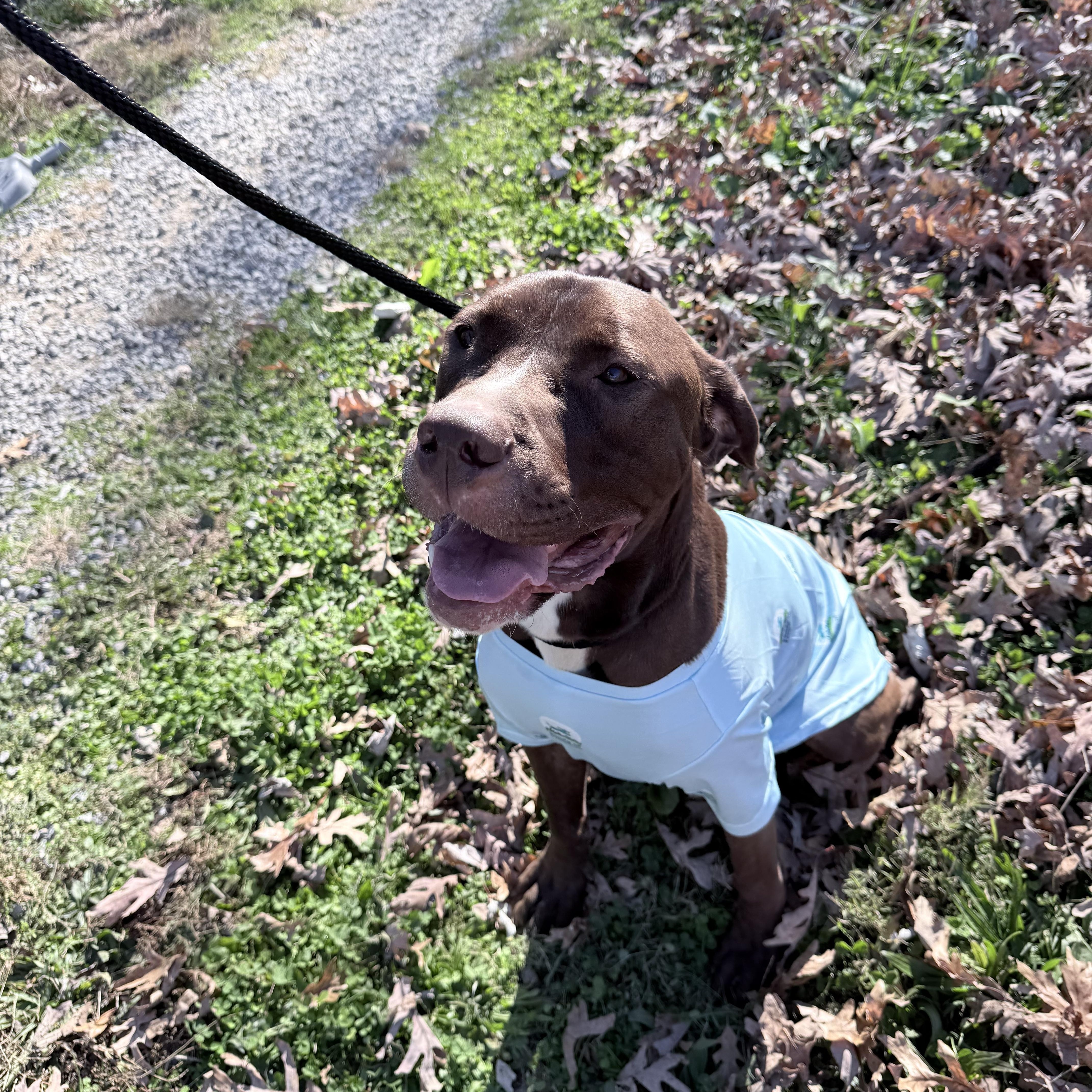 Buck, a Adoptable mixed breed in Junction City, KY image 2/5