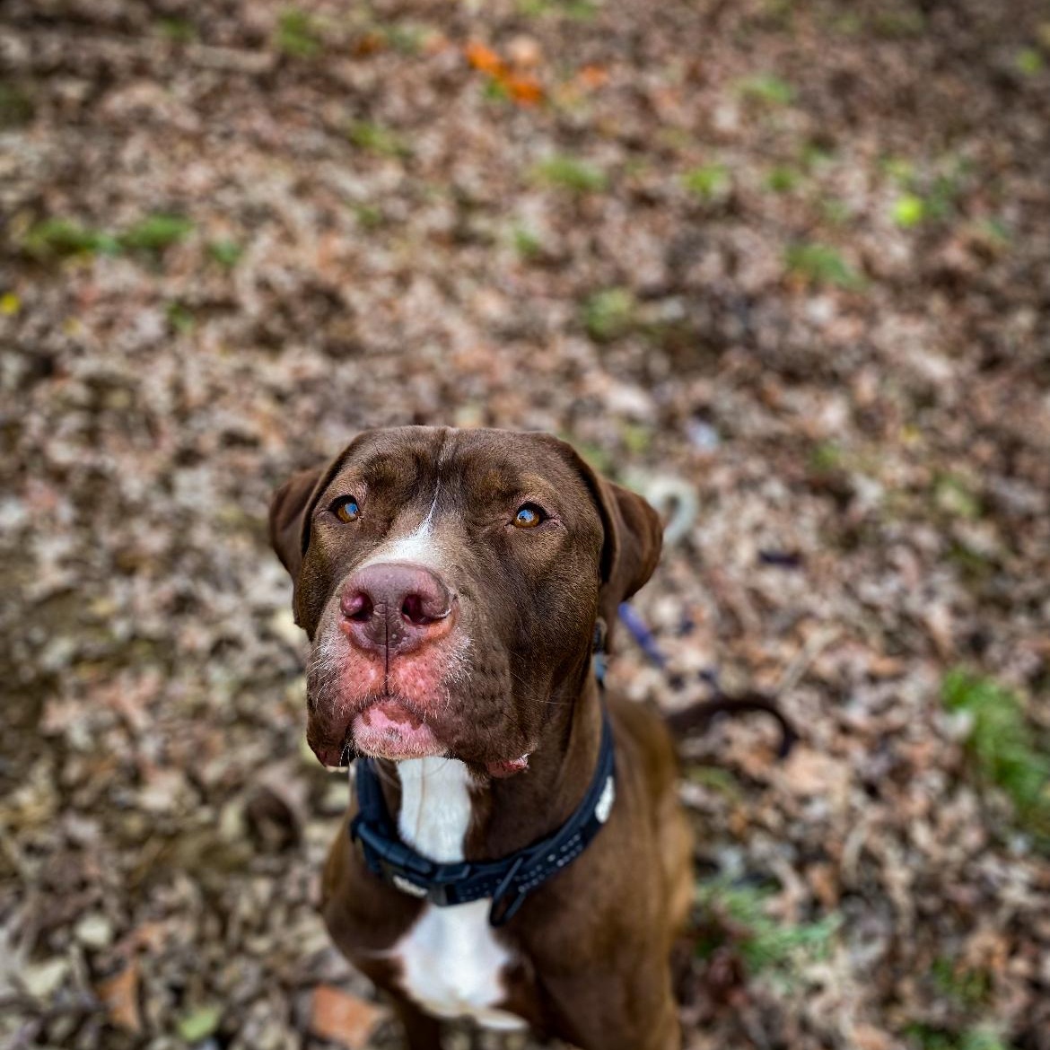 Buck, a Adoptable mixed breed in Junction City, KY image 1/5
