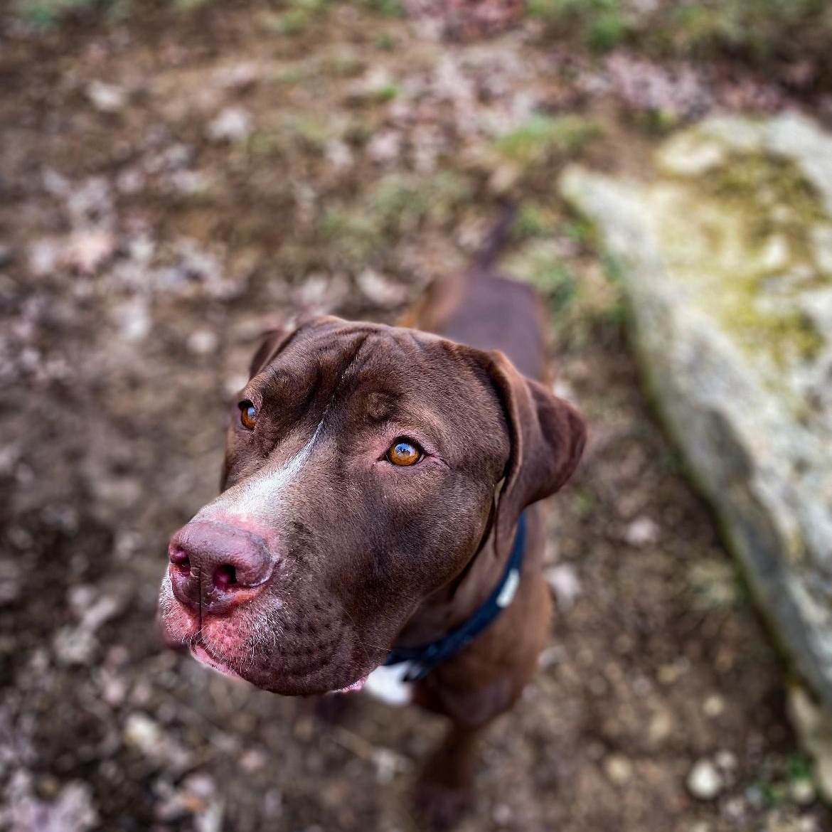 Buck, a Adoptable mixed breed in Junction City, KY image 5/5