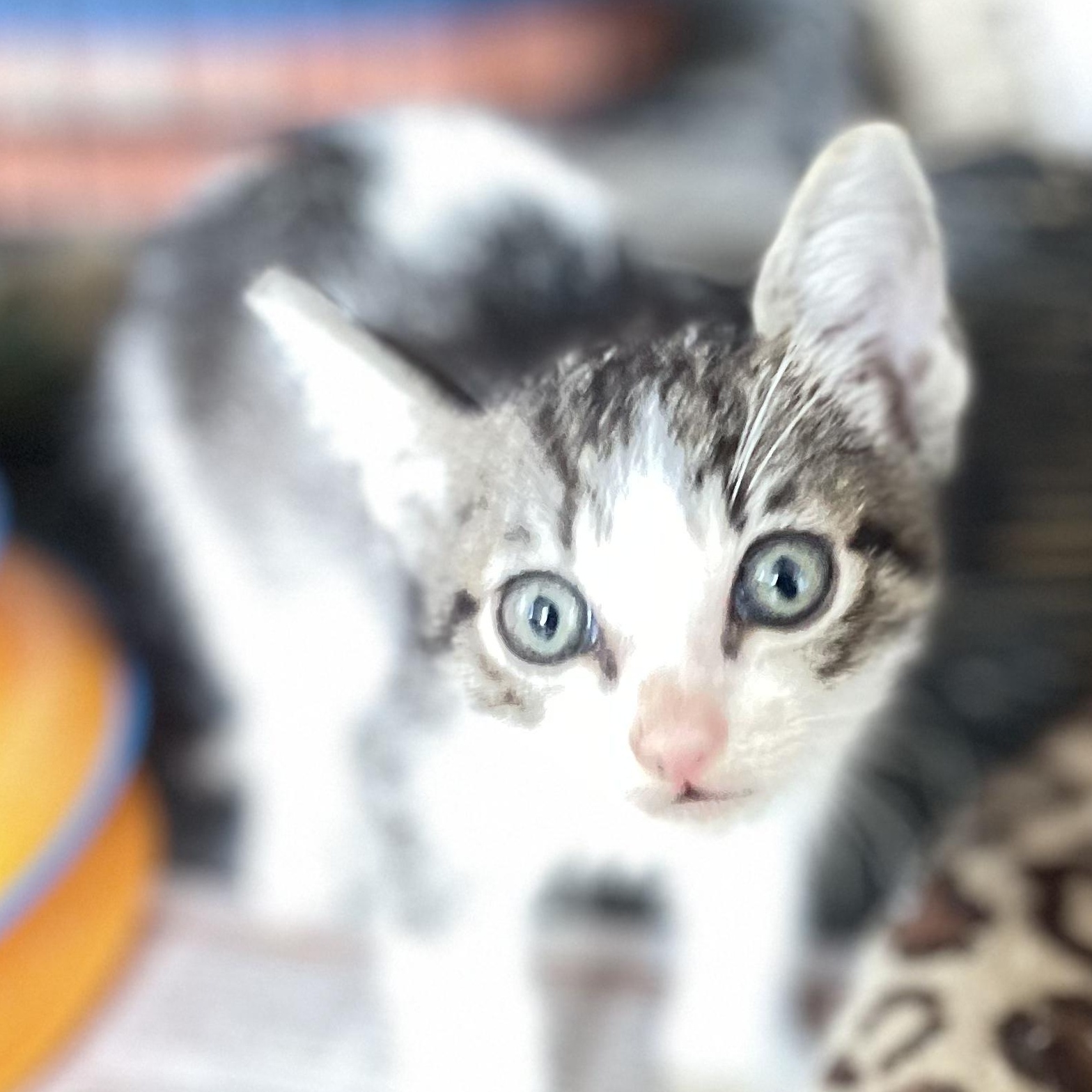 Enlarge Jasper, a ADOPTABLE mixed breed in Ridgefield, CT image 2/4