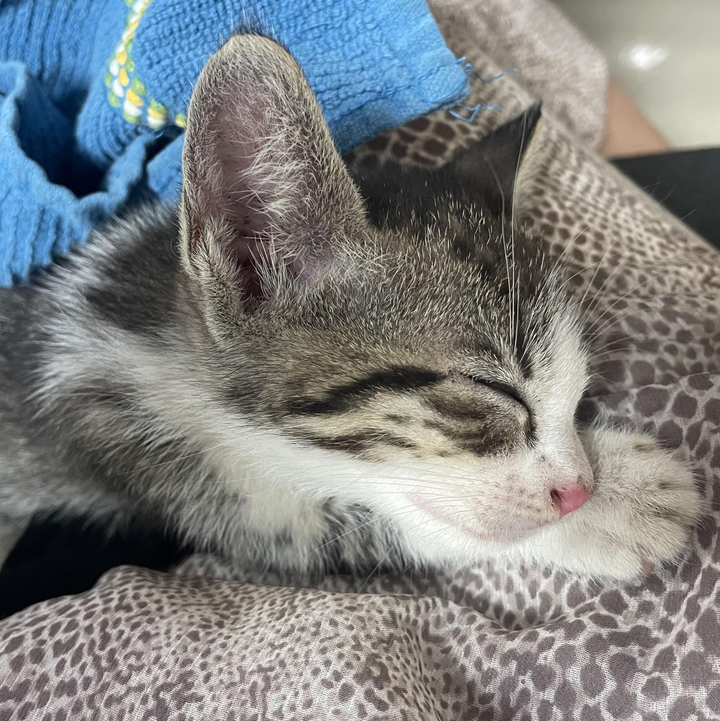 Jasper, ADOPTABLE, Kitten Male American Shorthair & Domestic Short Hair.