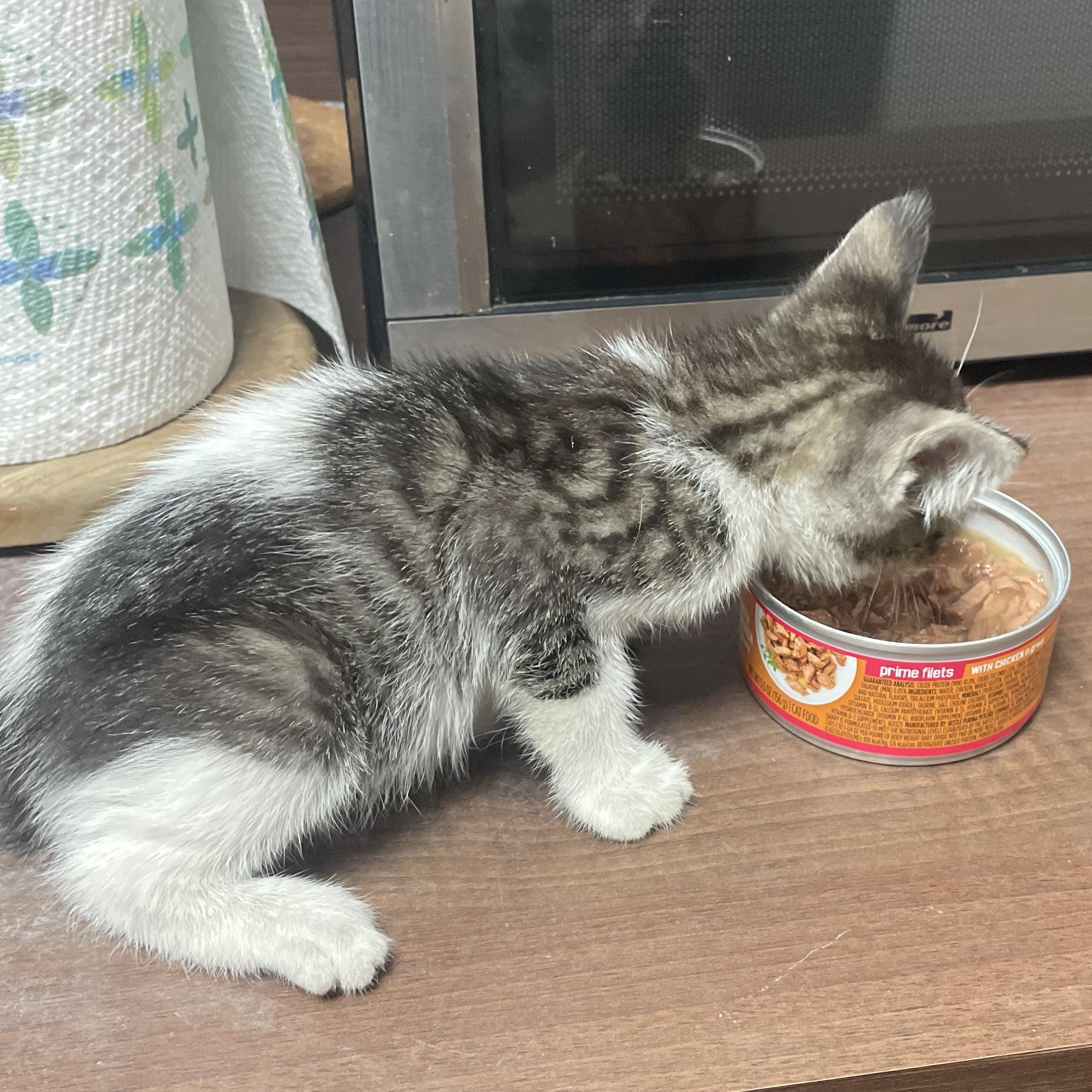 Enlarge Jasper, a ADOPTABLE mixed breed in Ridgefield, CT image 4/4