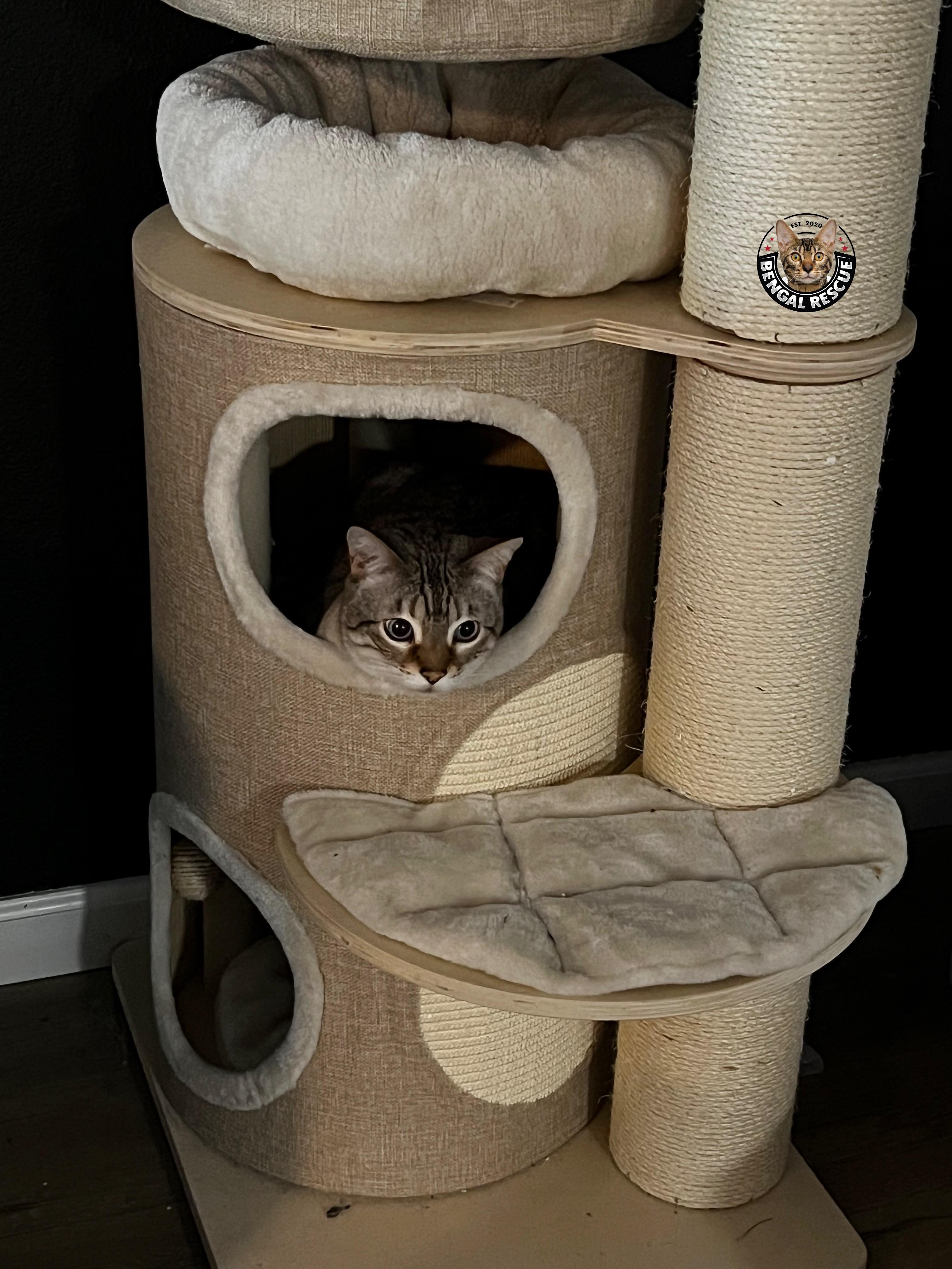 Buffy (Female) photo 5