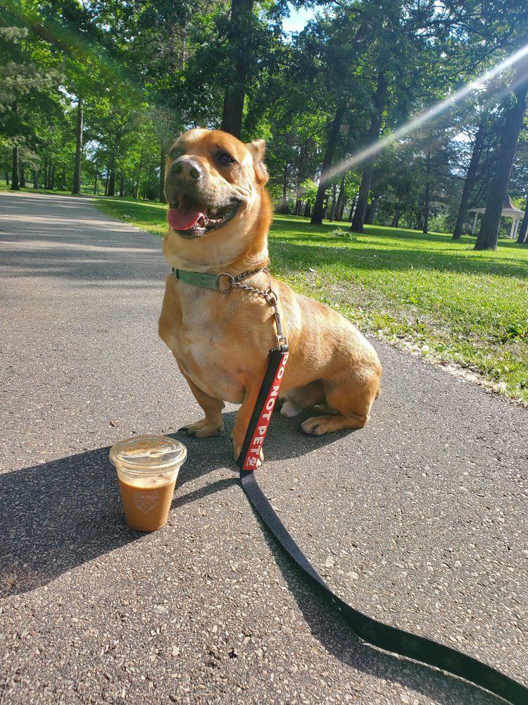 Jack, a Adoptable Mixed Breed in De Pere, WI image 2/8