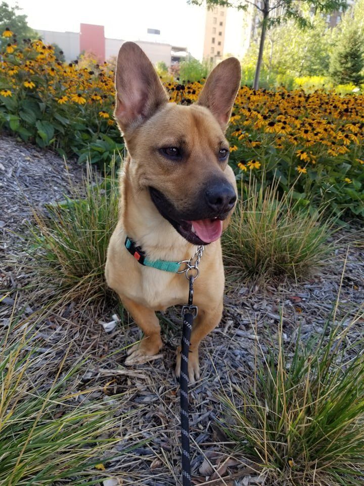 Jack, a Adoptable Mixed Breed in De Pere, WI image 3/8