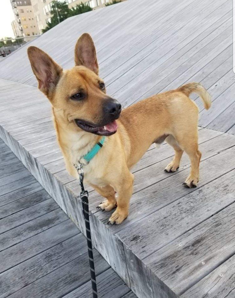 Jack, a Adoptable Mixed Breed in De Pere, WI image 4/8