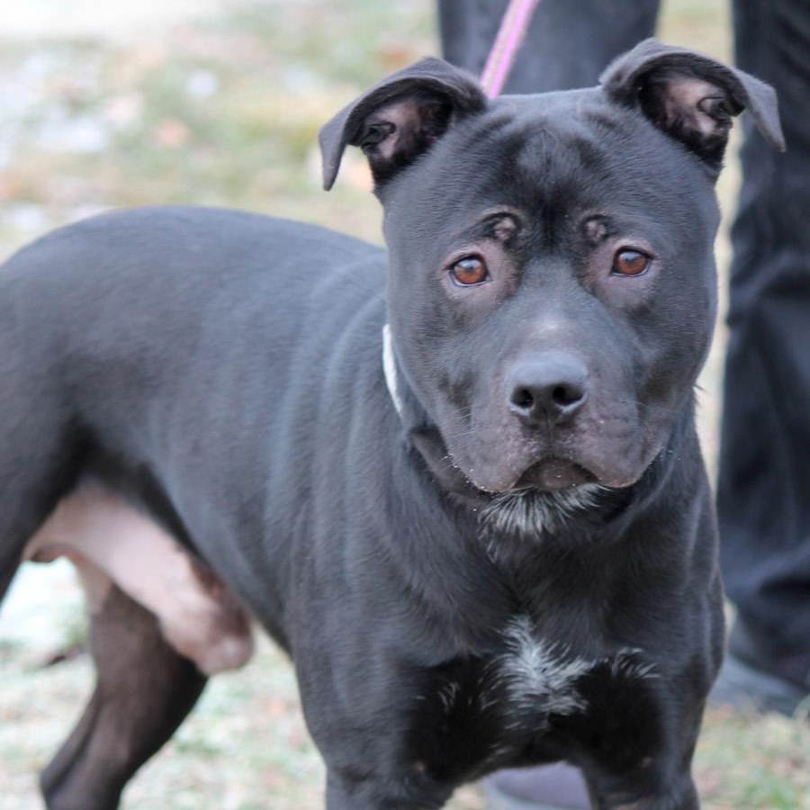 Enlarge MOOSE, a ADOPTABLE mixed breed in Wyandotte, MI image 1/4