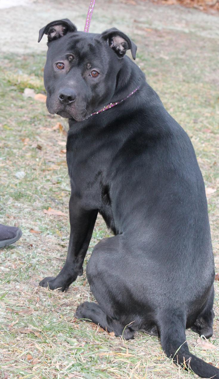 MOOSE (Rescues welcome), ADOPTABLE, Adult Male Pit Bull Terrier.
