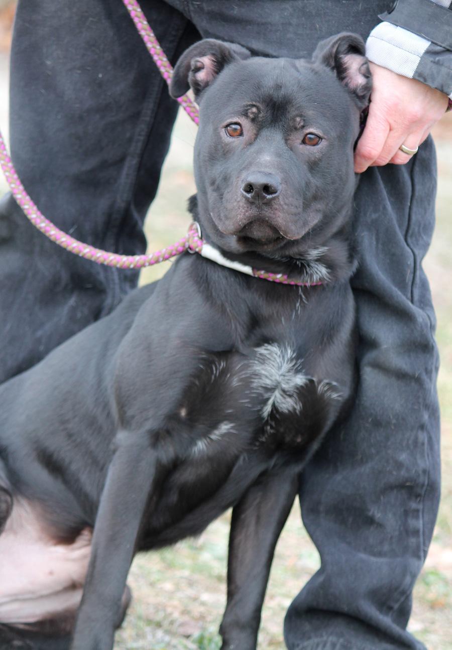Enlarge MOOSE, a ADOPTABLE mixed breed in Wyandotte, MI image 3/4