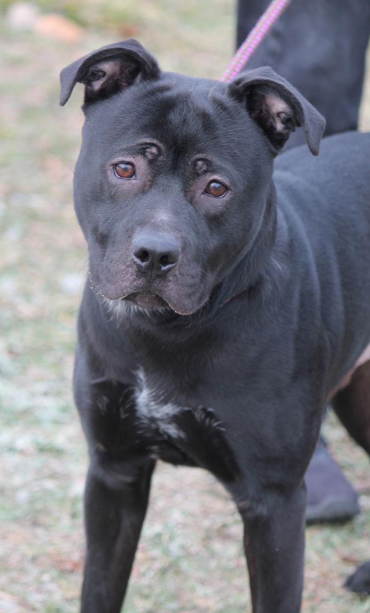 Enlarge MOOSE, a ADOPTABLE mixed breed in Wyandotte, MI image 2/4