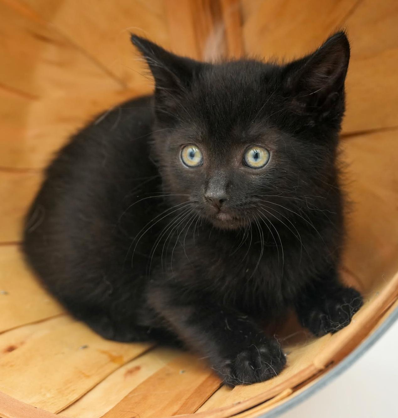 Enlarge Callie cannot be any sweeter or cuter - OLD ENOUGH TO GO SOLO, a Adoptable mixed breed in Bedford Hills, NY image 4/6