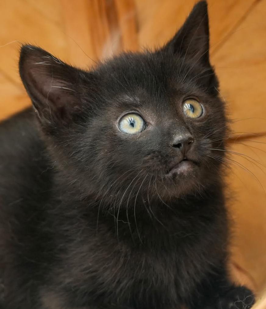 Enlarge Callie cannot be any sweeter or cuter - OLD ENOUGH TO GO SOLO, a Adoptable mixed breed in Bedford Hills, NY image 3/6