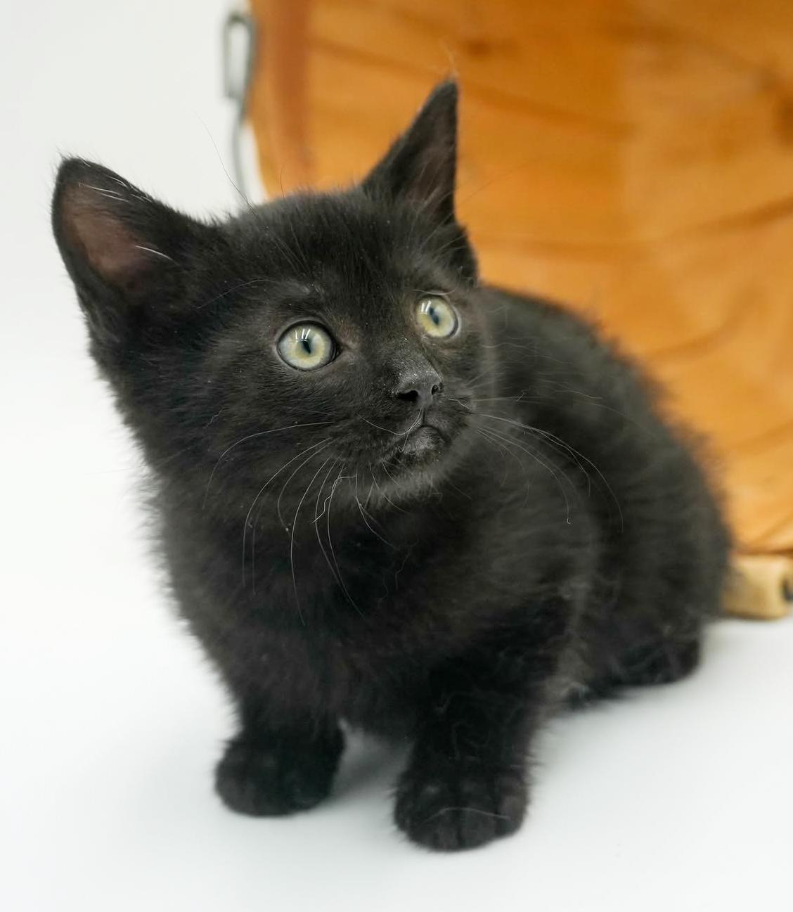Enlarge Callie cannot be any sweeter or cuter - OLD ENOUGH TO GO SOLO, a Adoptable mixed breed in Bedford Hills, NY image 2/6