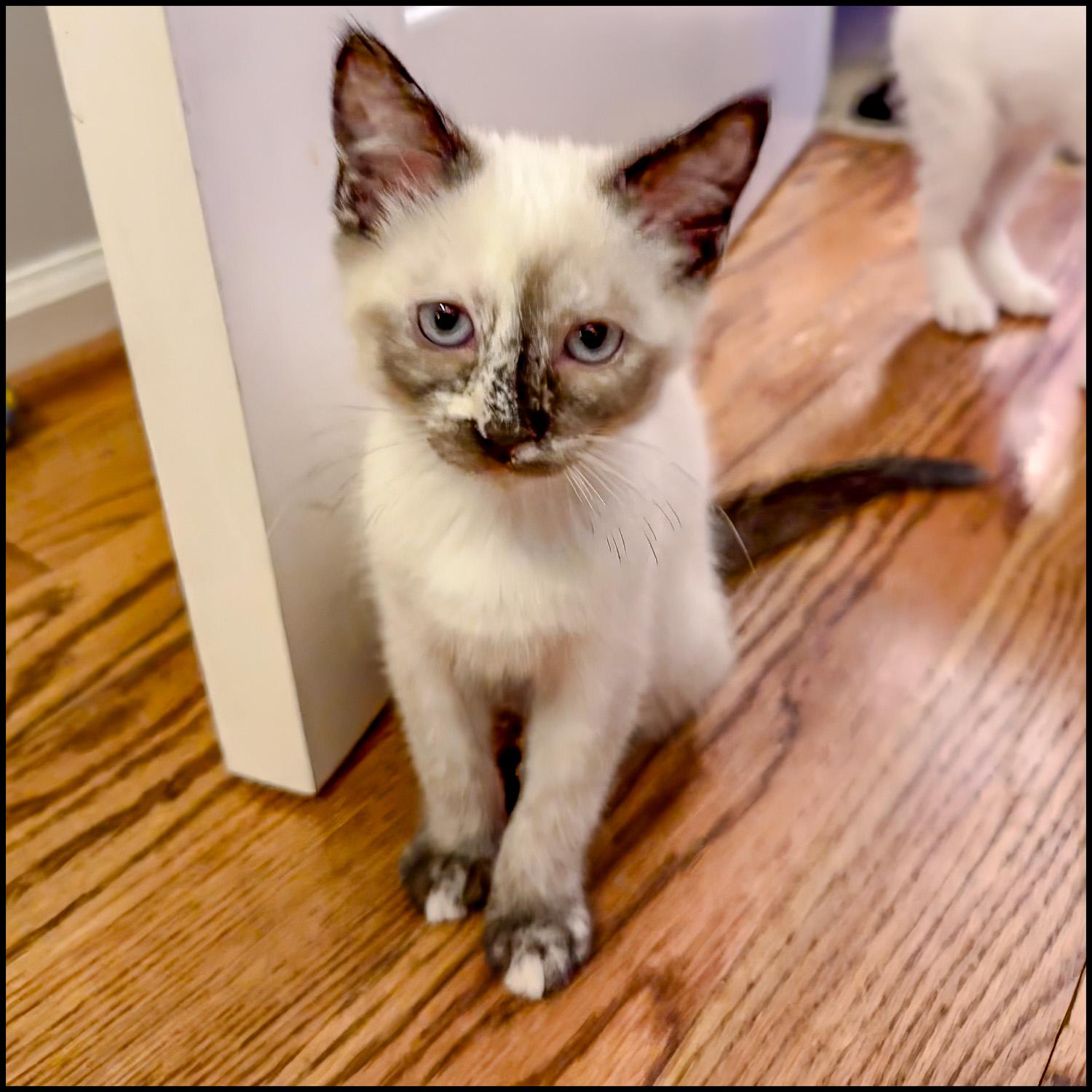 Ursaal, adopted, Young Female Siamese & Domestic Short Hair.