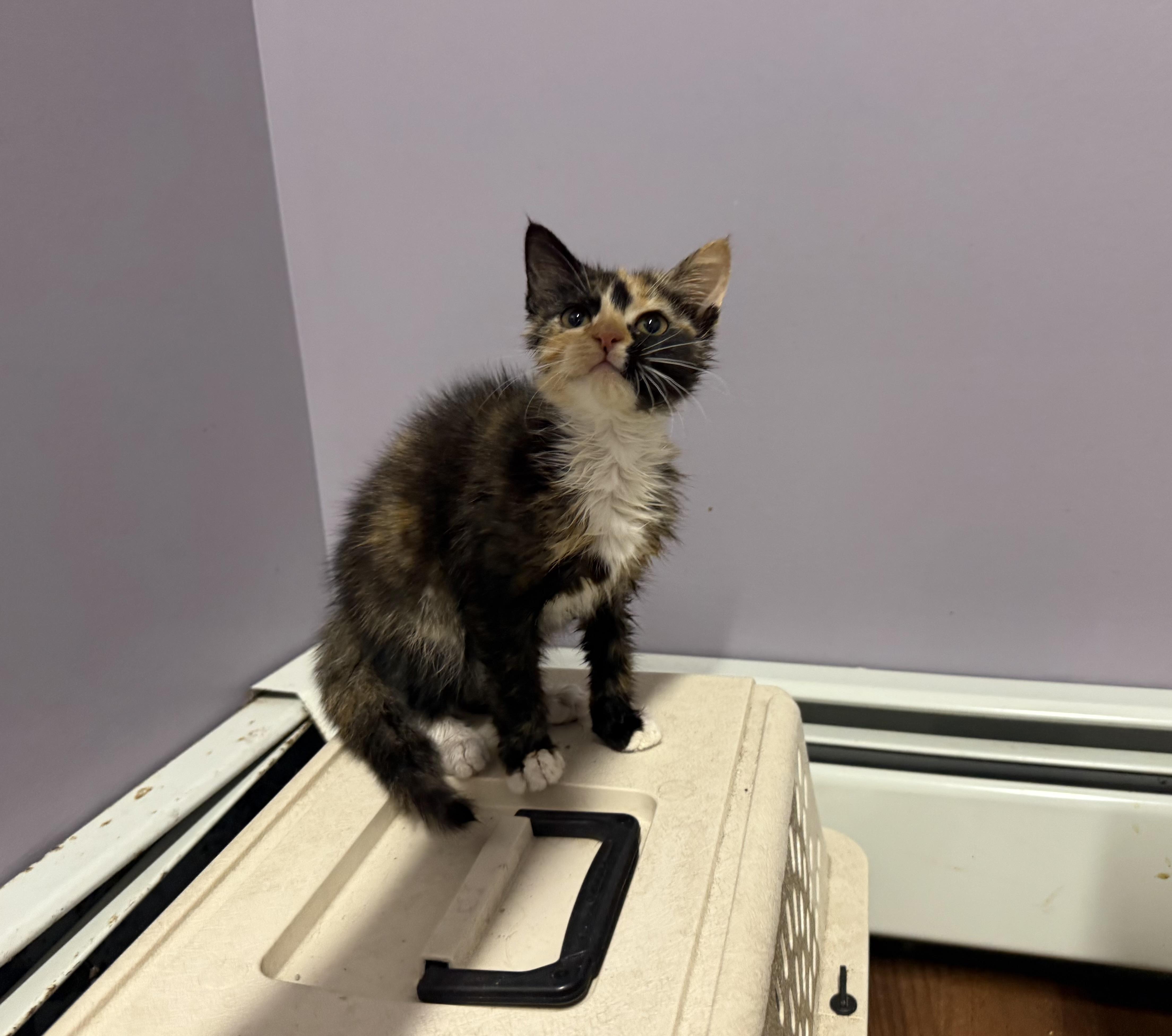 Fuzz, Adoptable, Kitten Female Calico.