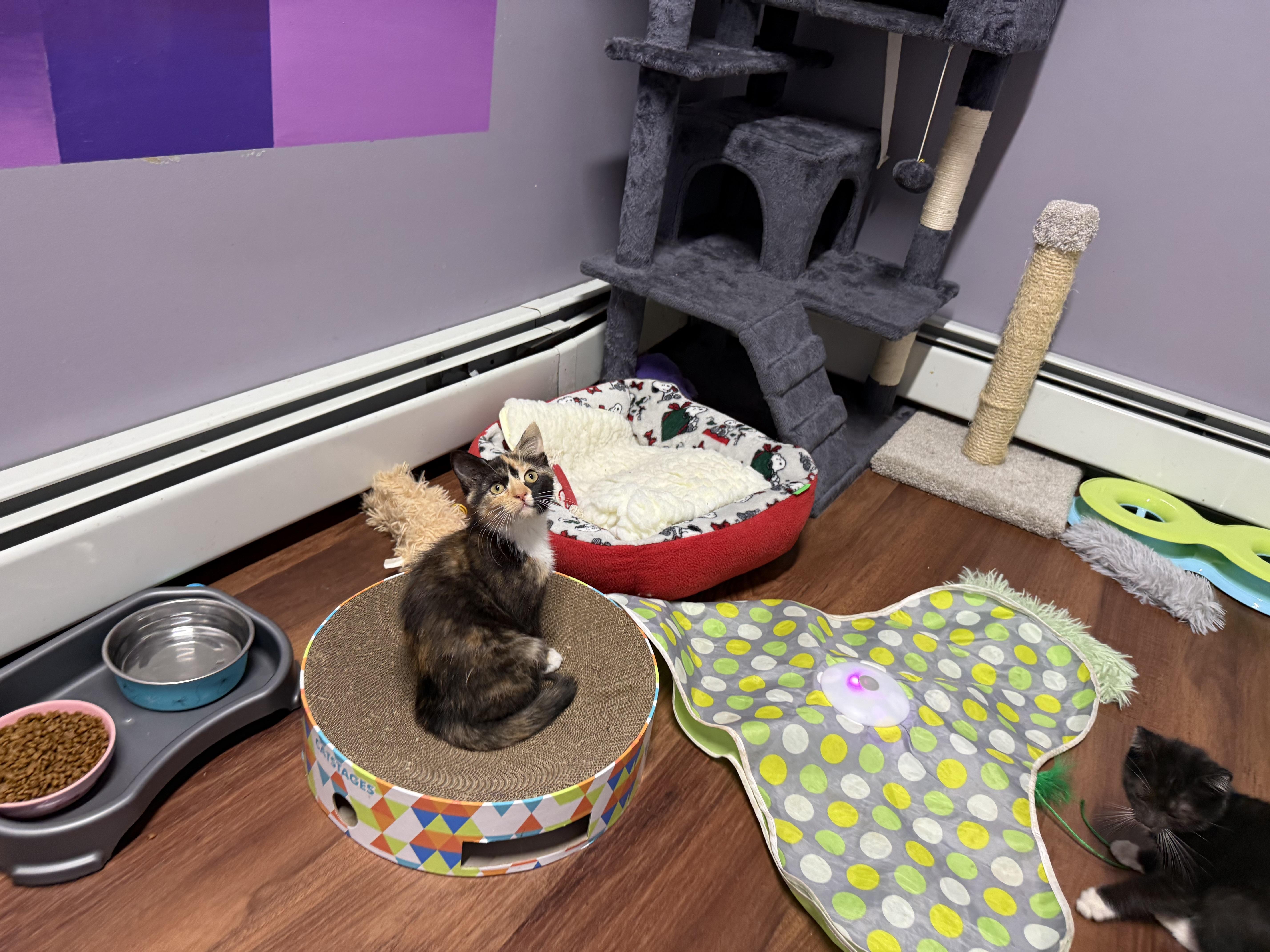 Enlarge Fuzz, a Adoptable Calico in Clifton, NJ image 2/5