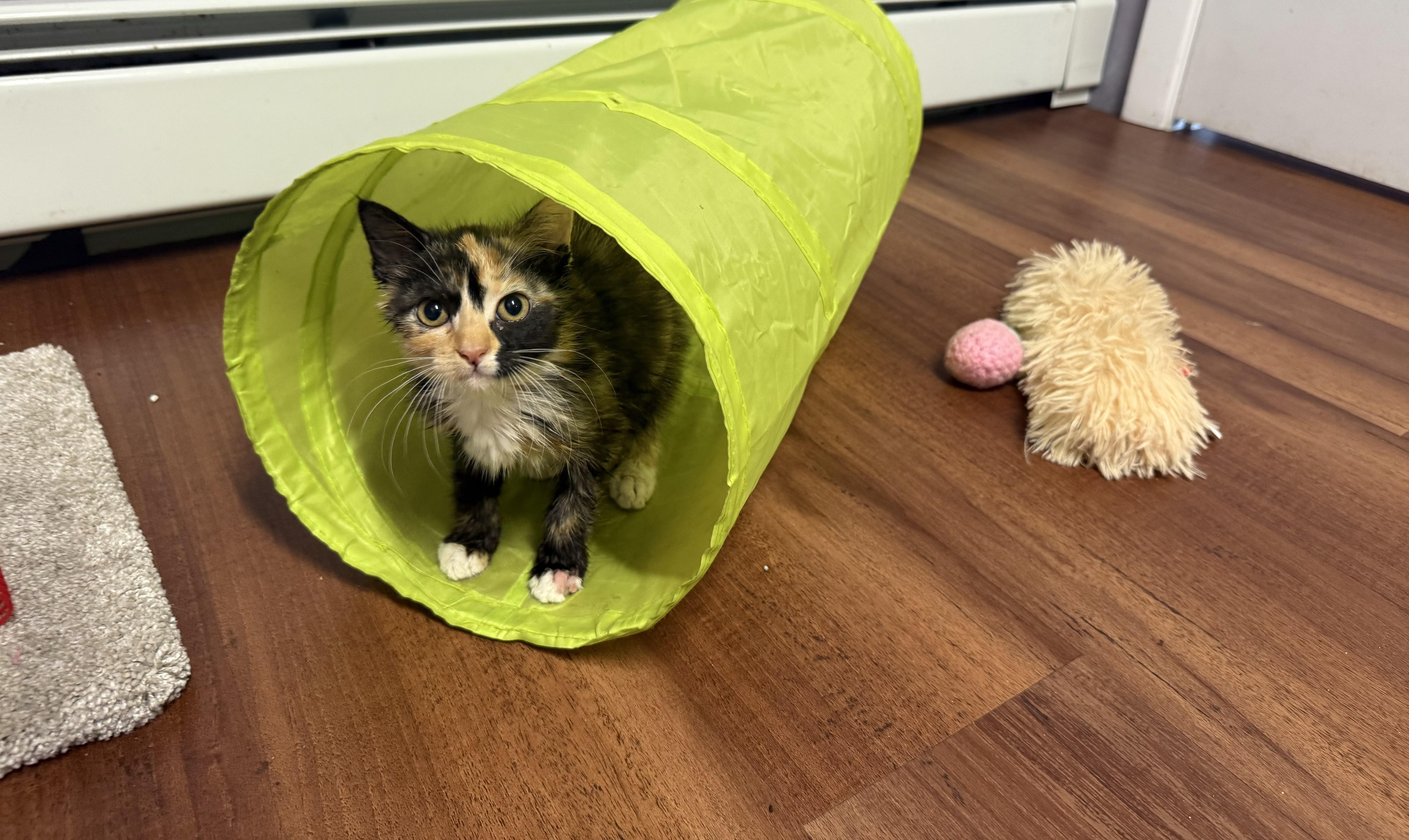 Enlarge Fuzz, a Adoptable Calico in Clifton, NJ image 5/5